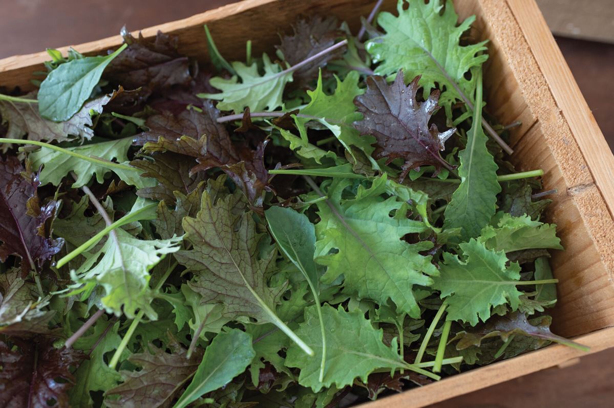 Kalebration – Kale Seed Mix for Baby Kale